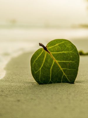 beach, leaf, green leaf-394503.jpg